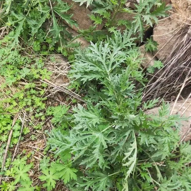 （围场山野菜）哈拉海