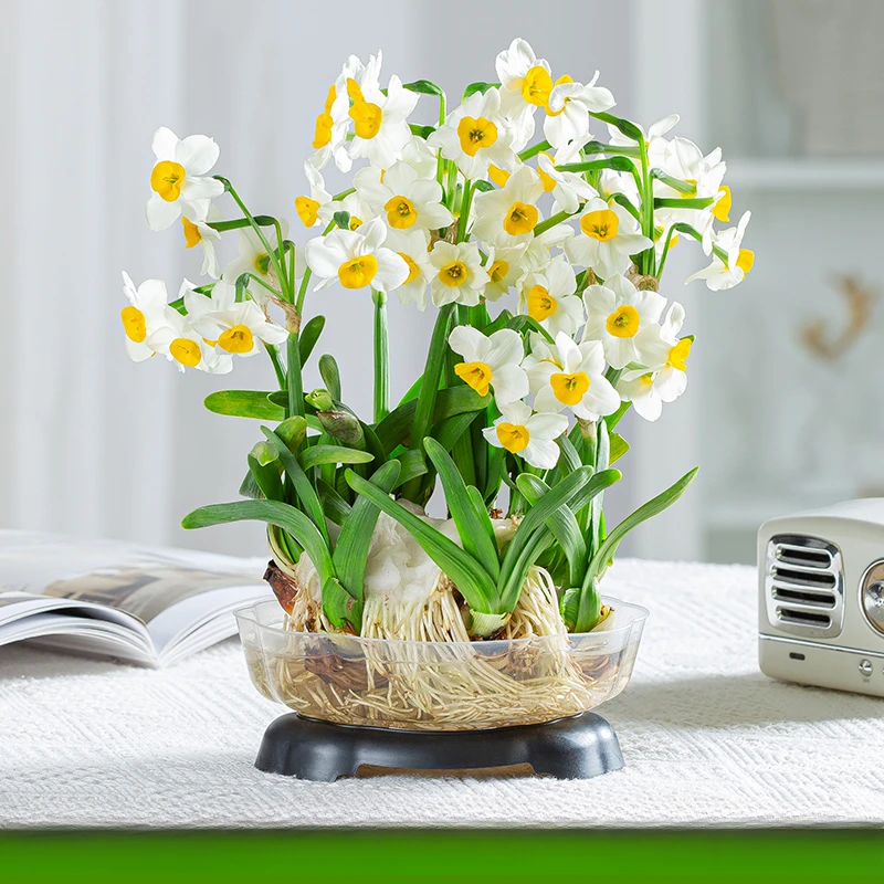 【京东包邮】雕刻水仙养护好带花苞年宵花