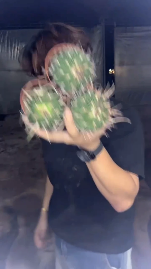 3颗 实生根 振武玉 6-8cm