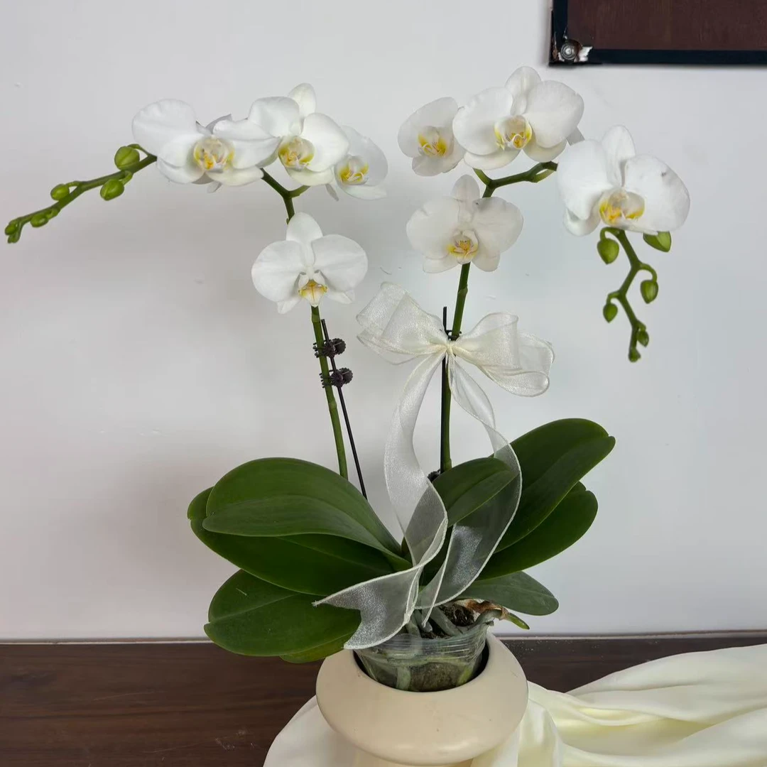 【阿玛】蝴蝶兰经典年宵花  白色系 乔迁新婚开业送礼