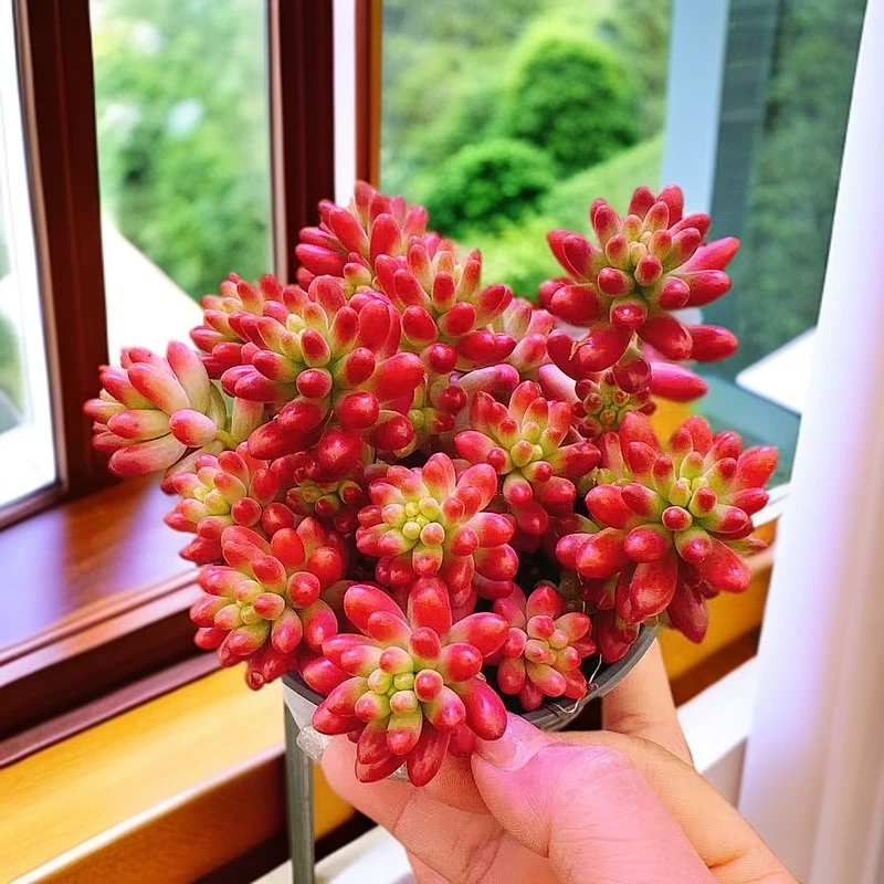 【虹之玉/转运珠】多肉植物喜阳办公室阳台新手入门绿植 带盆土发货
