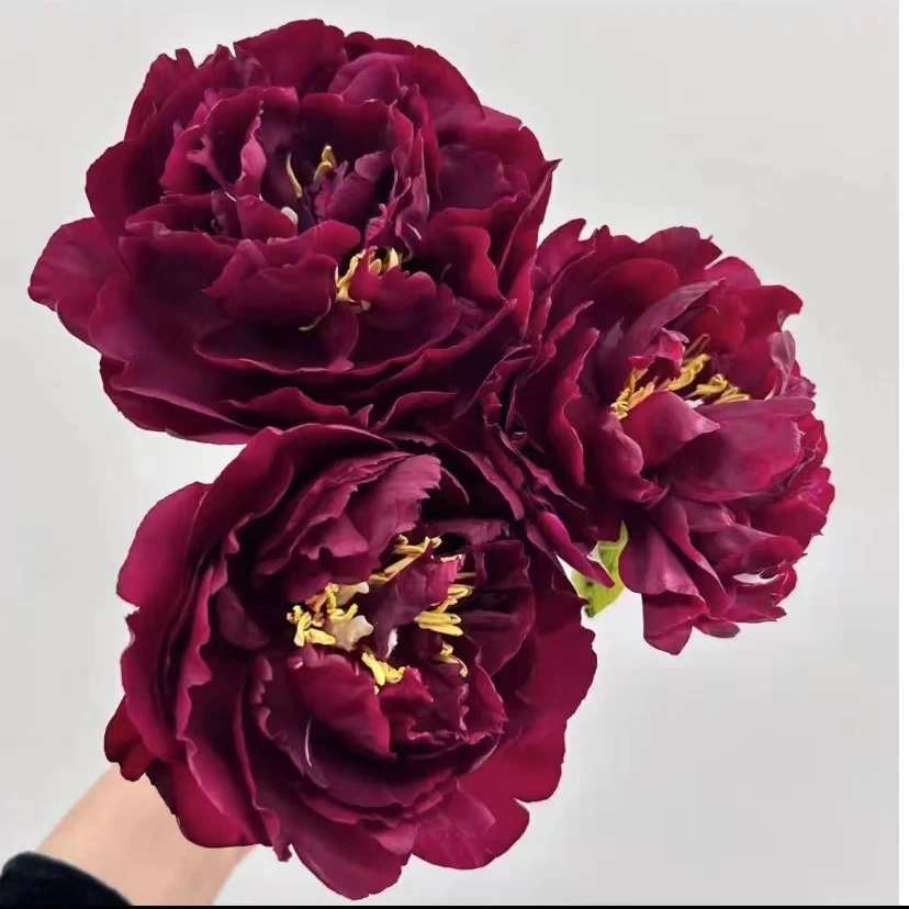 （带盆栽好发货）芍药分株花苗大花浓香千层重瓣芍药耐寒耐热花卉