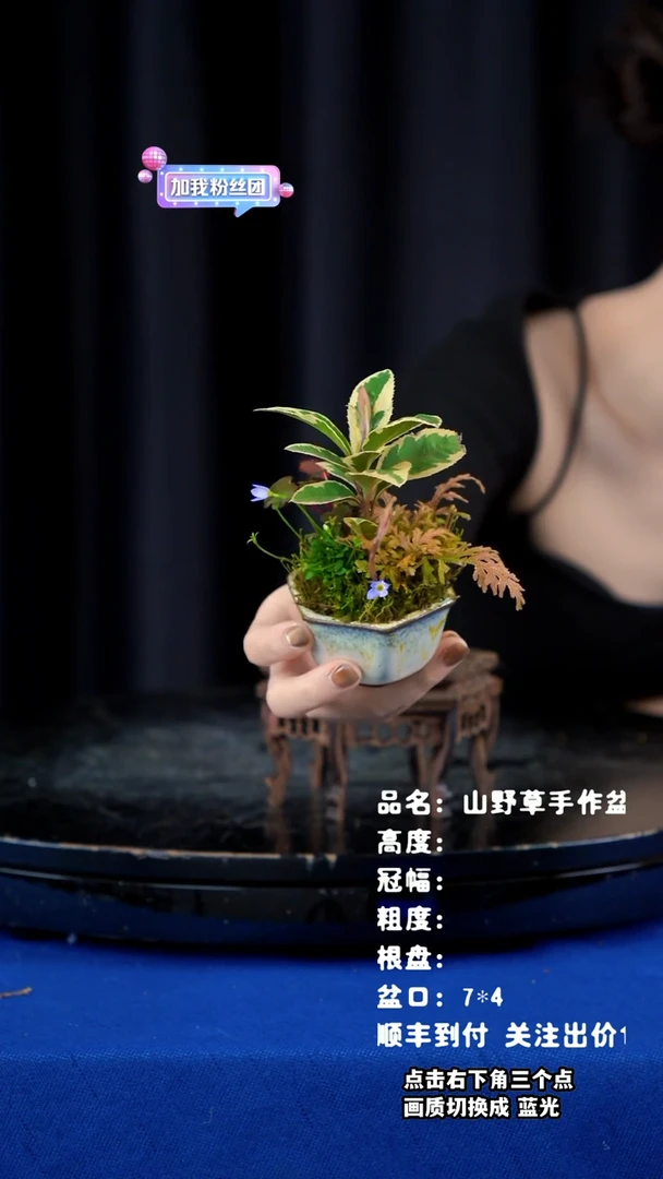 【闪购商品】山野草陶盆