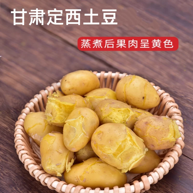 甘肃定西沙面土豆