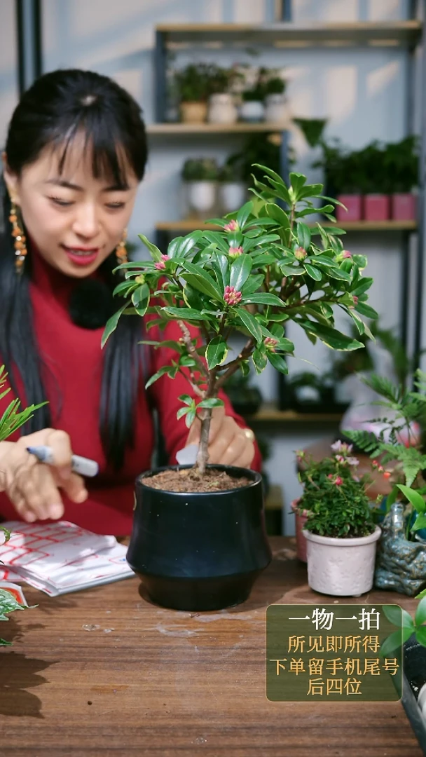 【闪购商品】86--3910金边瑞香黑