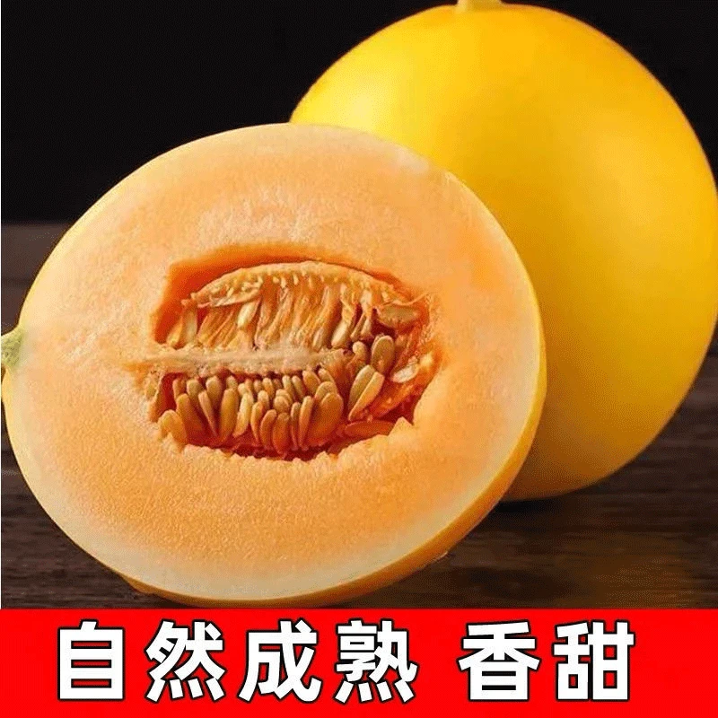 CHIRON YIGO精选甘肃民勤金红宝哈密瓜新鲜应季9斤10斤黄皮甜瓜