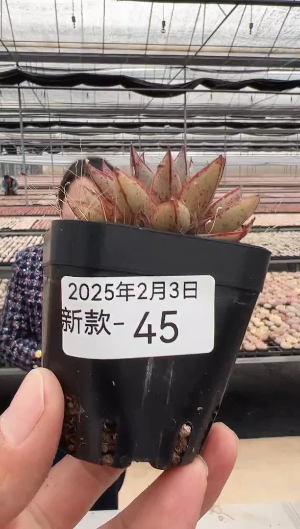 【闪购商品】新款多肉-45（血麒麟）