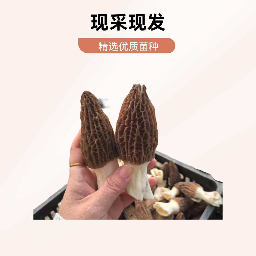 2025年新鲜头茬羊肚菌（500克约25～28个）