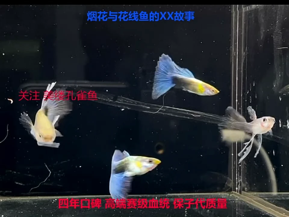 孔雀鱼蓝礼服绒球1对加备损