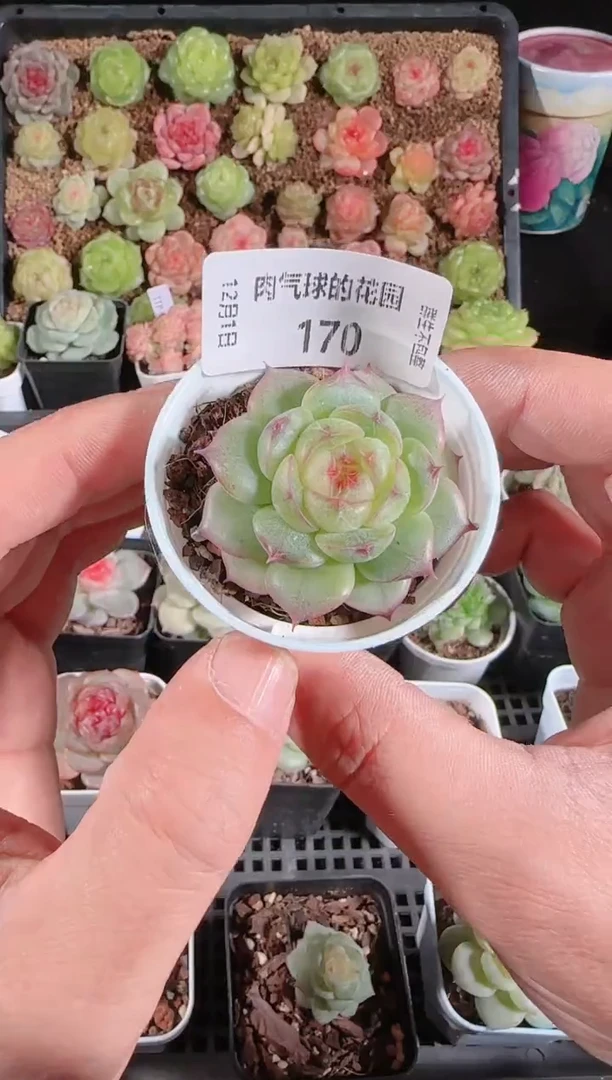 1201-170海王星多肉群生不包整