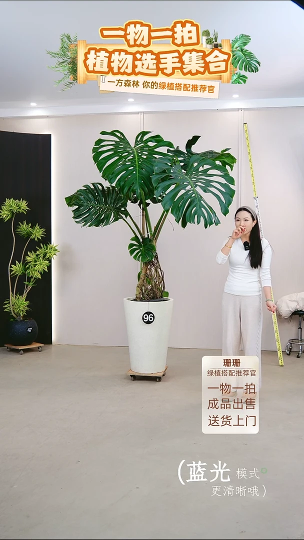 无花朵?****贝龟背竹连盆种好栽好一整套送货上门