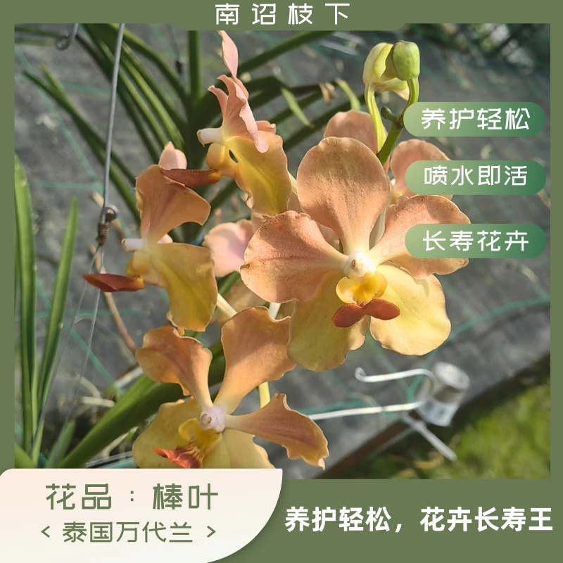 【南诏三级】棒叶 万代兰裸根发货，花大艳丽 花期长