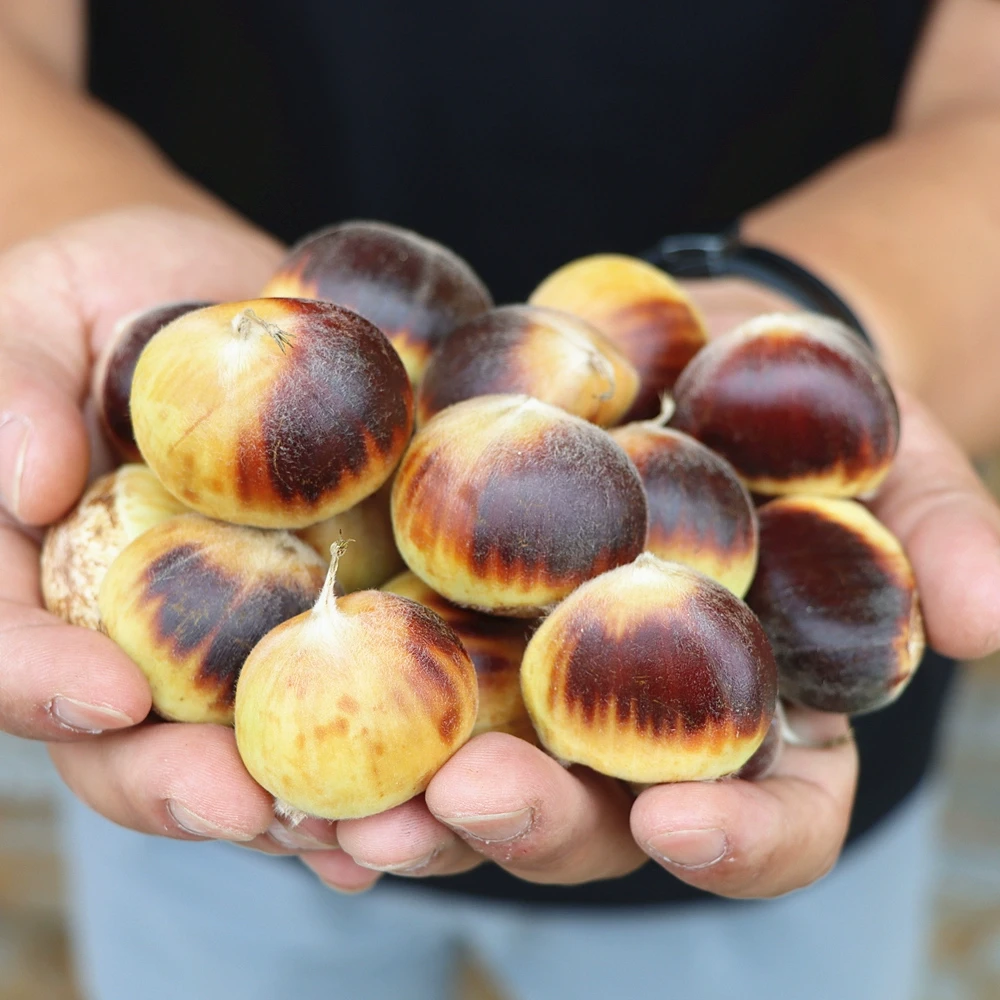 【顺丰包邮】罗田板栗2025新板栗带壳饱满板栗新鲜生板栗包赔