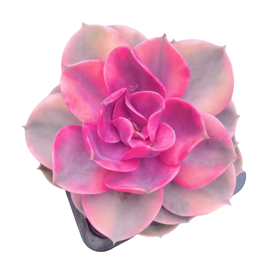 彩虹精品多肉 新手好养 满9.9包邮以直播间为标准发货精选精养