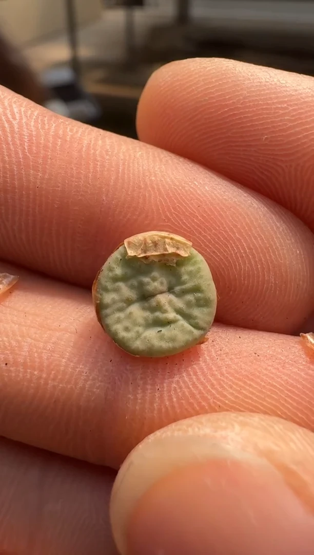 美丽的肉石头（25-31）-45