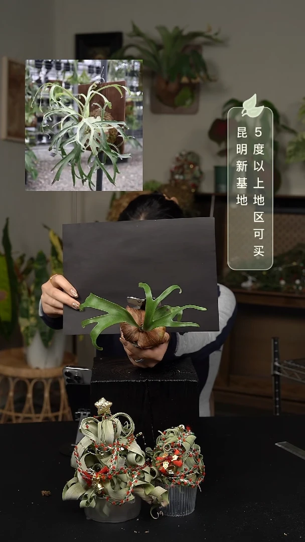 不开花植物V028-侏儒马原tc