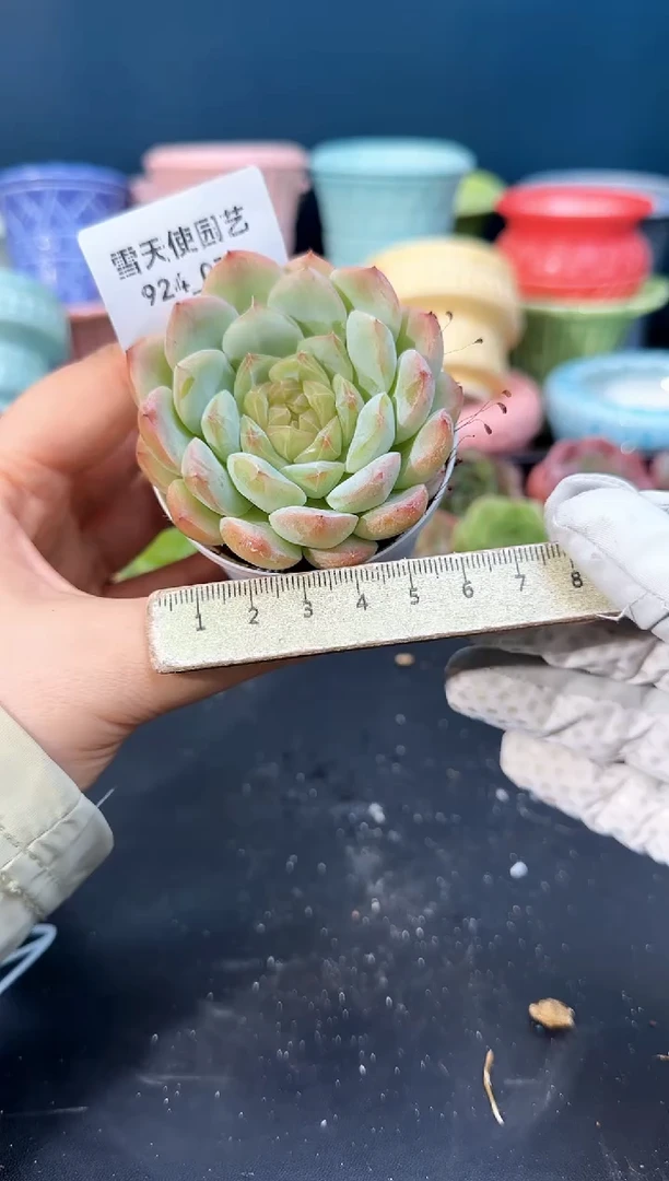 924-070青山（冠幅6cm）