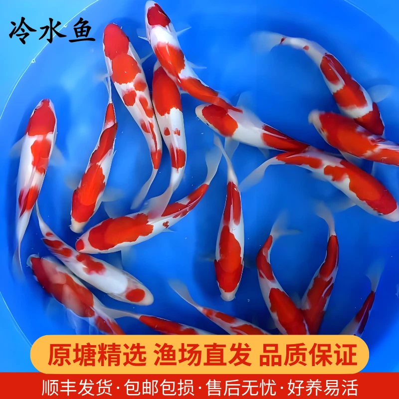 20-24锦鲤活鱼观赏鱼冷水淡水好养耐活渔场发货红白多品种锦鲤