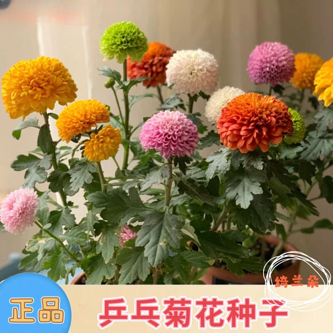 乒乓菊种子球菊七彩菊花重瓣四季易种室内植物阳台庭院绿植花种子