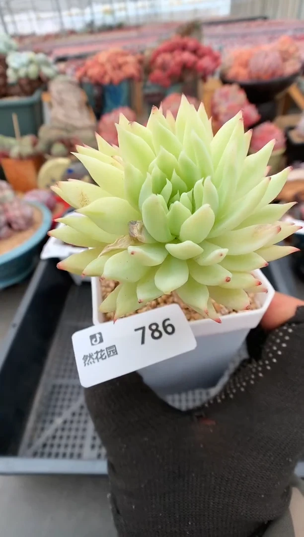 【闪购商品】786树冰锦一物一拍