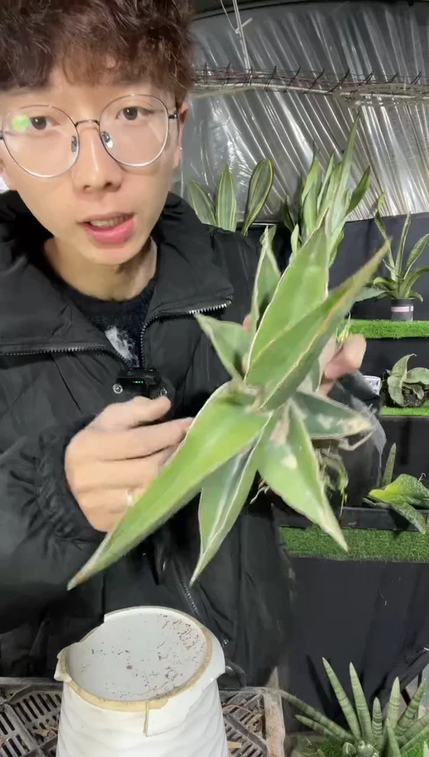 【闪购商品】玫瑰武士裸根9.9