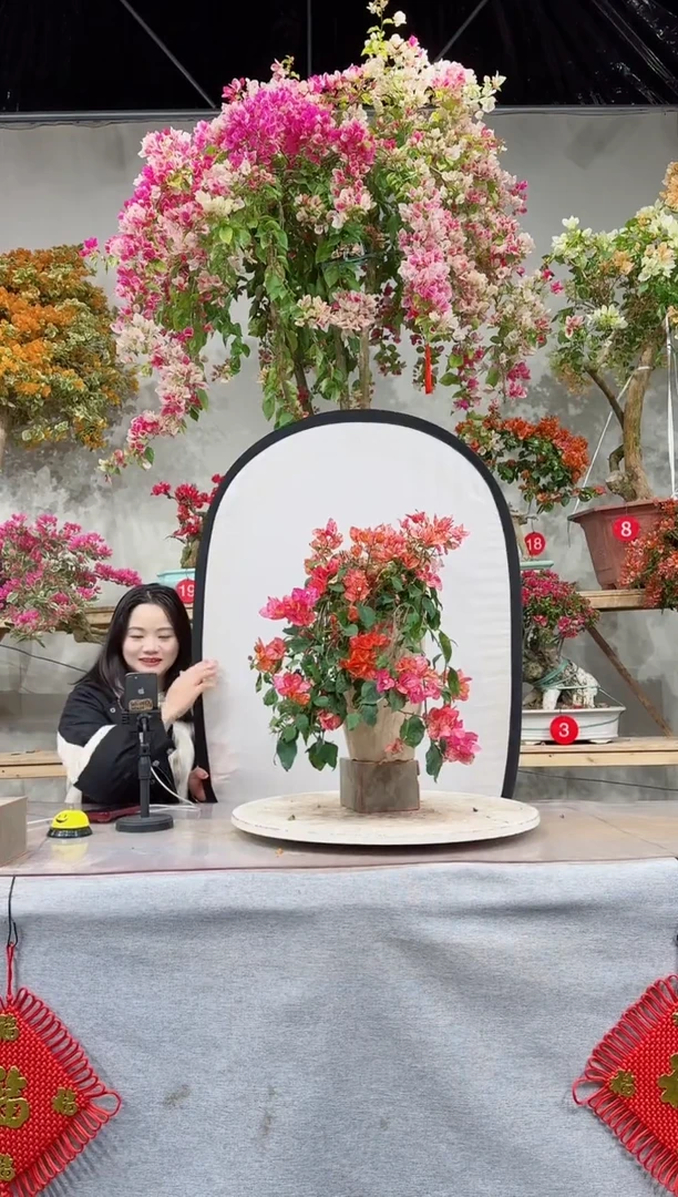 【闪购商品】盆景索菲亚