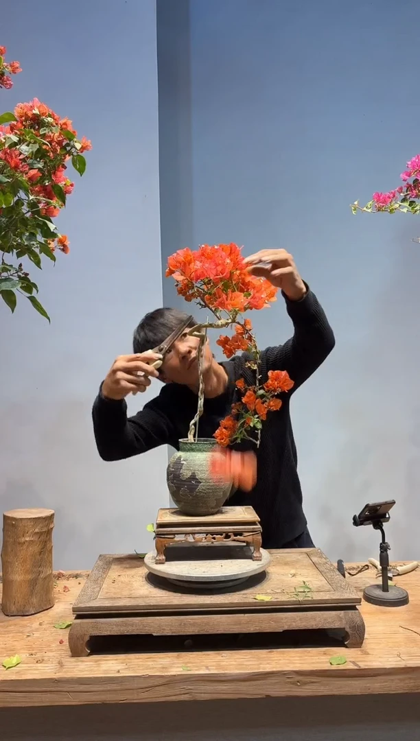 以实际为准M****雨三角梅57