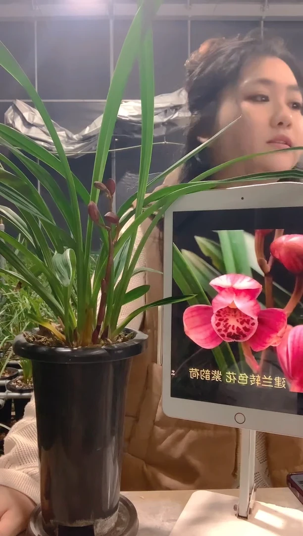 大部分开放少量花苞科****座金凤凰5苗裸根发货