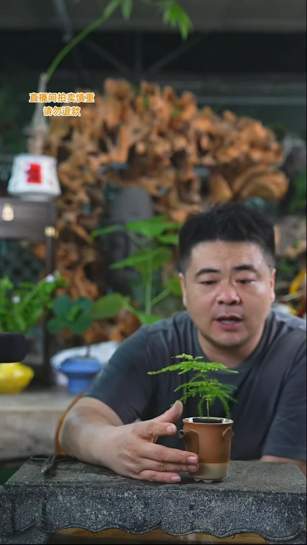 完全开放文竹044T