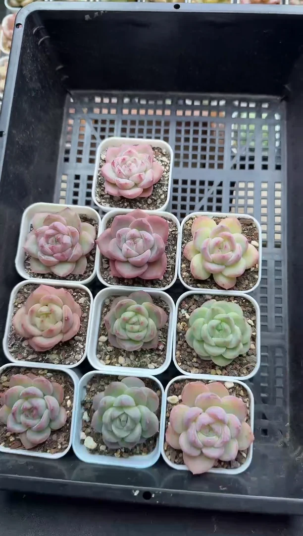 珍妮杂交多肉A812