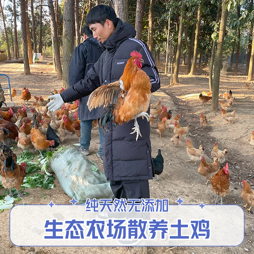 活鸡老母鸡整鸡1只 老鸡500天蛋鸡林间散养土鸡 山中溜达鸡走地鸡