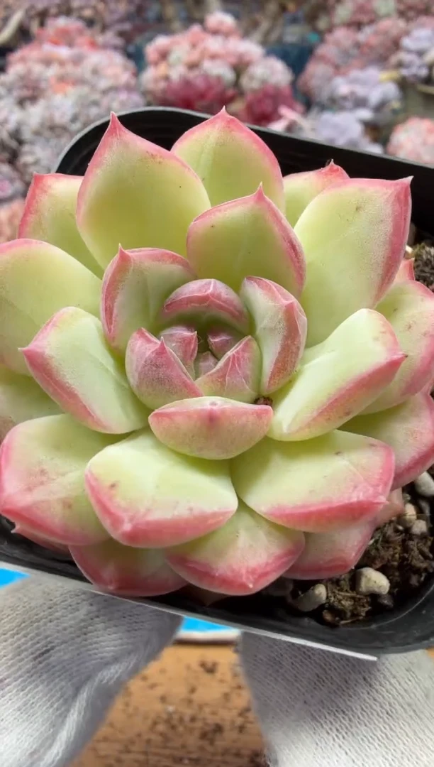 东云多肉园二店-294