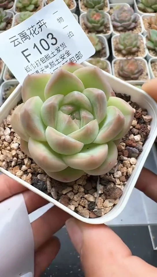 103F云禹多肉植物 默认脱土纸巾打包 3颗包邮