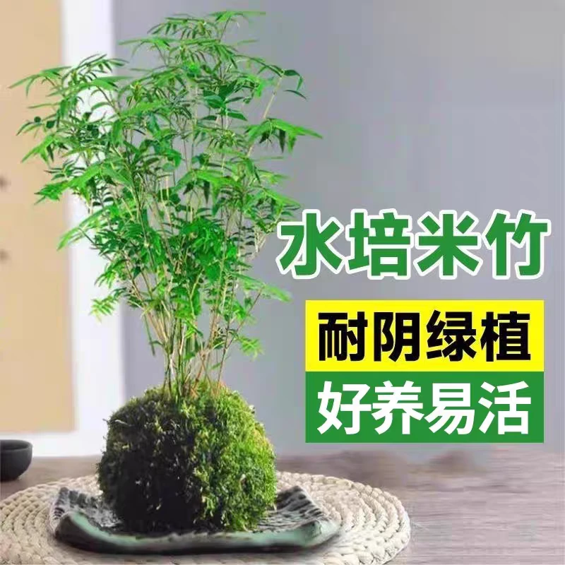 中式米竹苔藓球室内茶桌禅意造型净化空气观赏植物桌面水养竹子