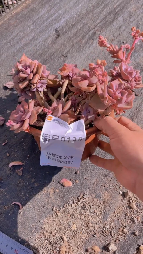 【闪购商品】一物一拍0138不售后