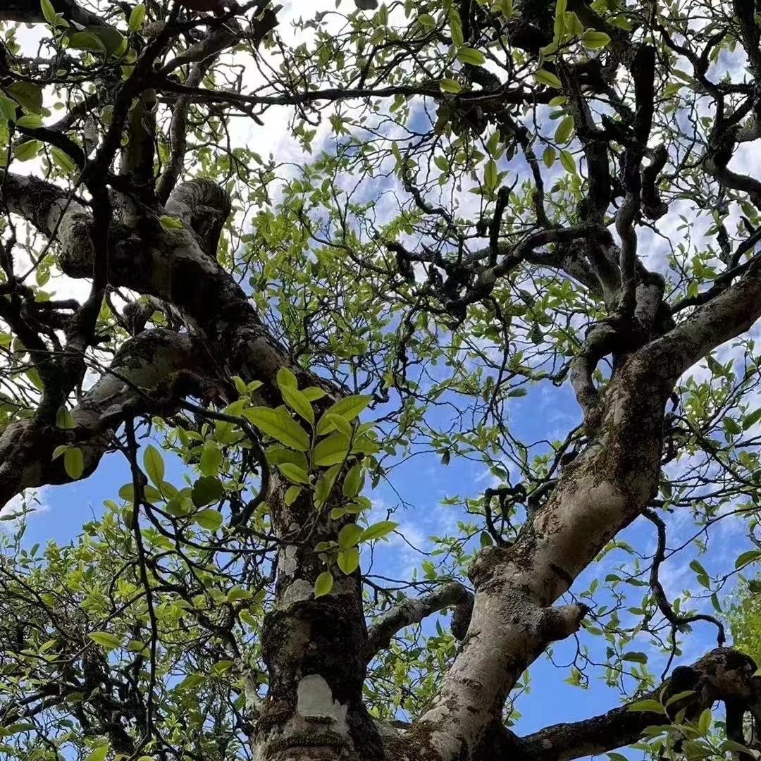 「南滚河」2025年南滚河古树/普洱生茶