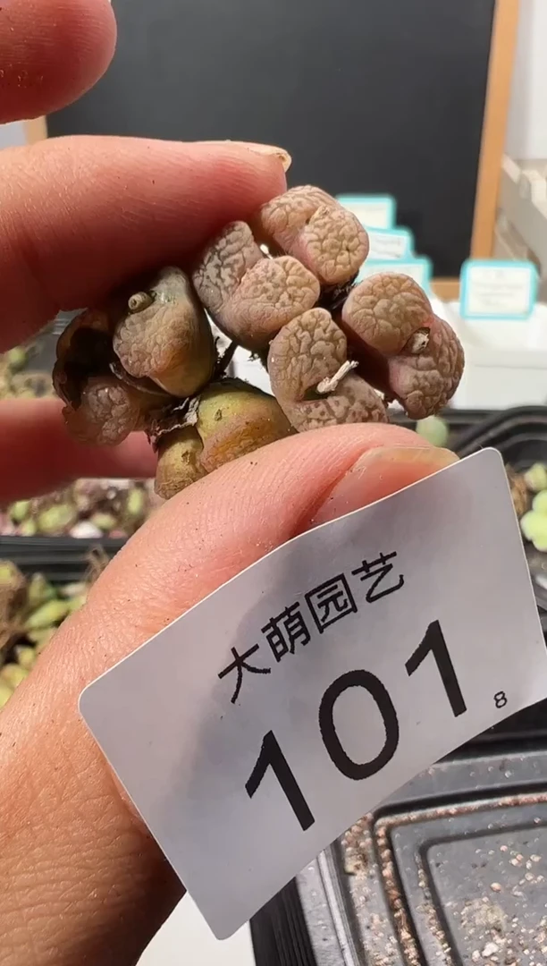 【闪购商品】++++101