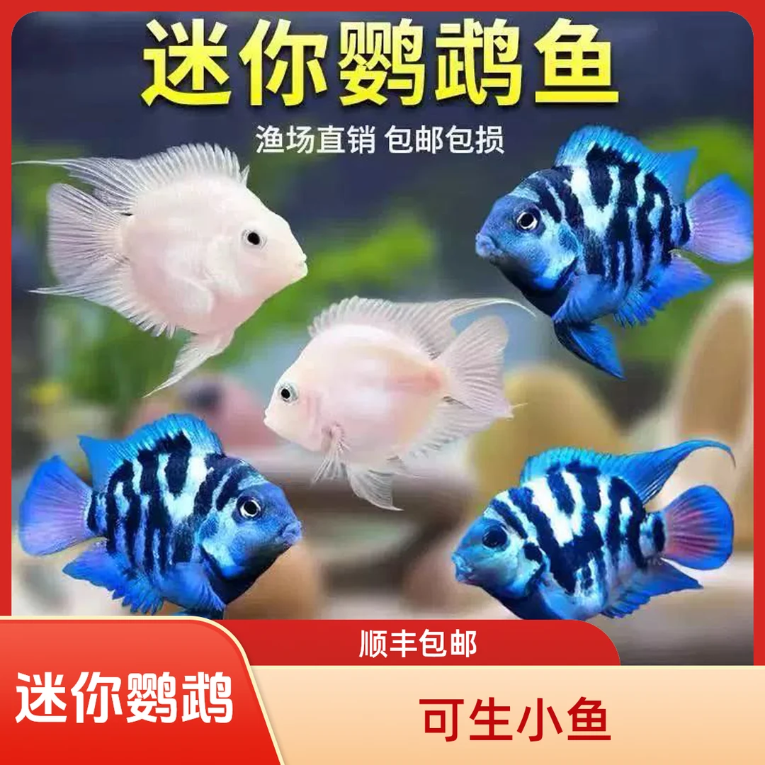 新疆包邮迷你鹦鹉鱼淡水观赏鱼苗活体宝蓝白金可繁殖种鱼好养耐活