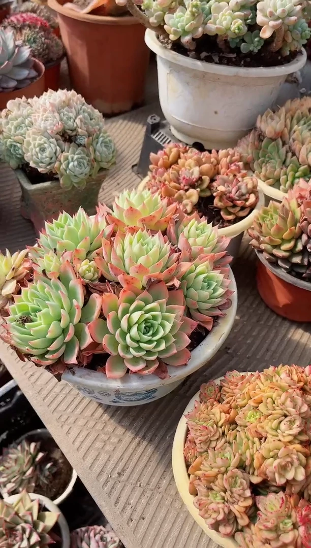 【闪购商品】23537