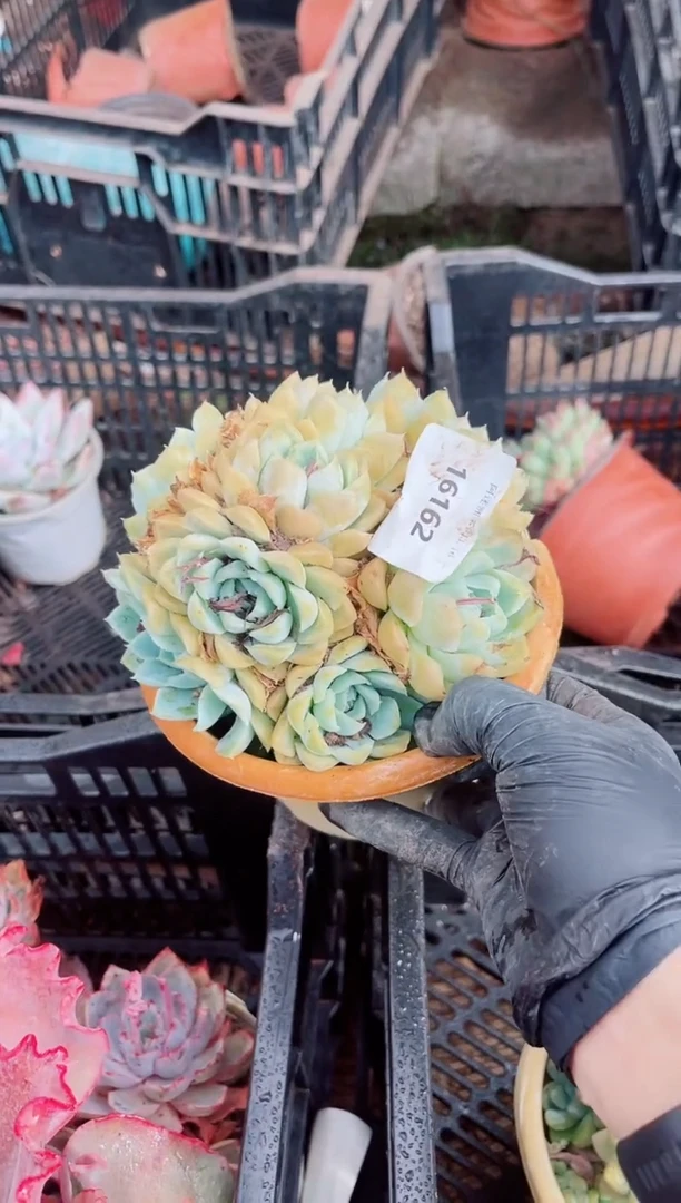 吃**?16161多肉植物一物一拍
