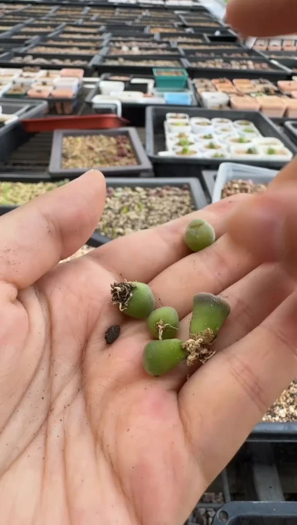 8-29多肉植物肉锥