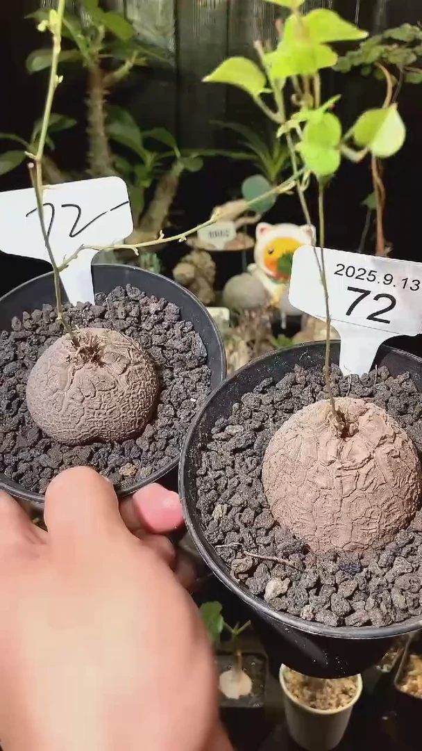 72号913福利南非龟甲龙买1个送1个