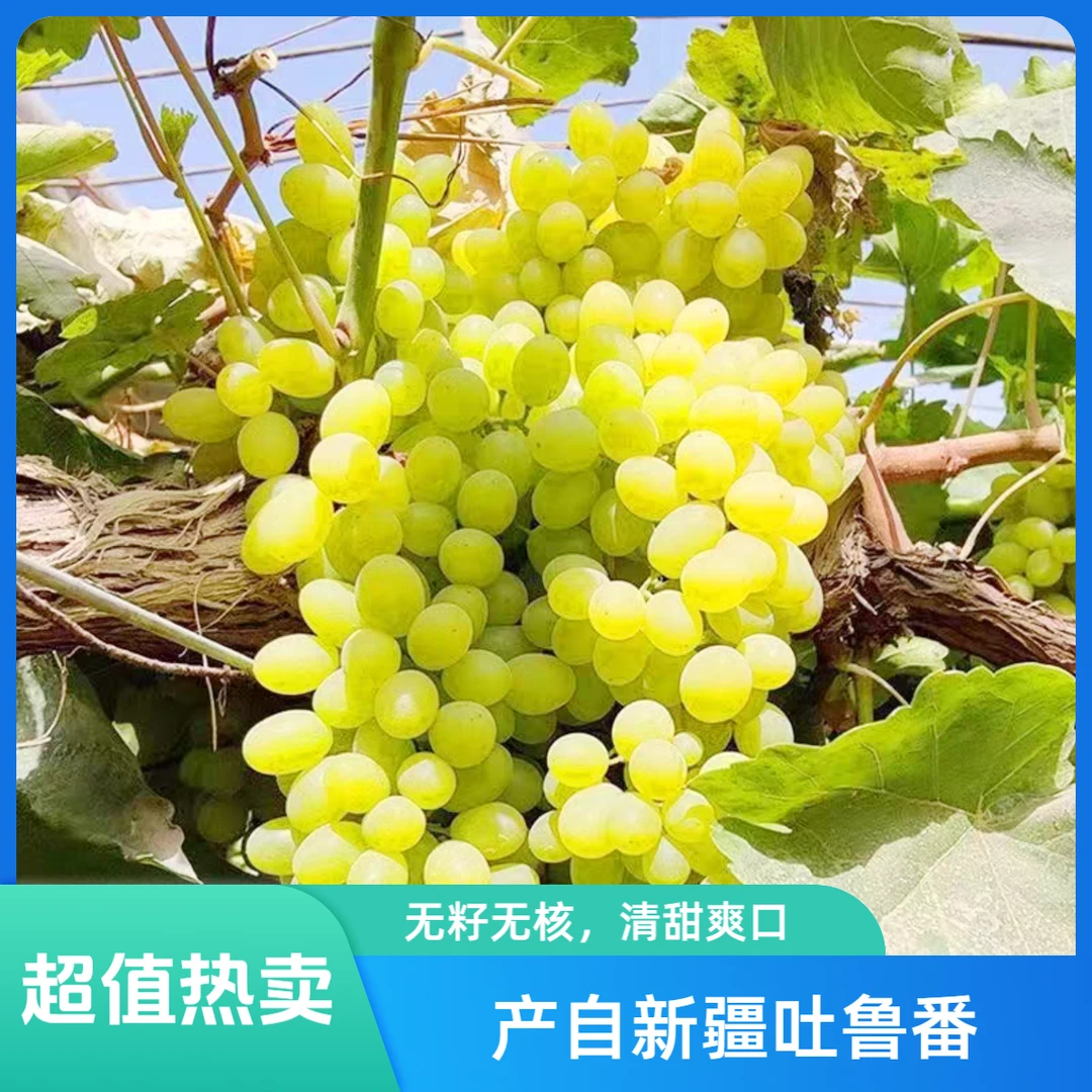 新疆吐鲁番当季新鲜水果无核白葡萄无籽皮薄脆顺丰冷运发货35.8 拍3斤送2斤葡萄同城送新疆维吾尔自治区