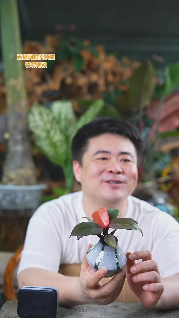 当前无花栽培后可以开花樱桃蔓绿绒261T