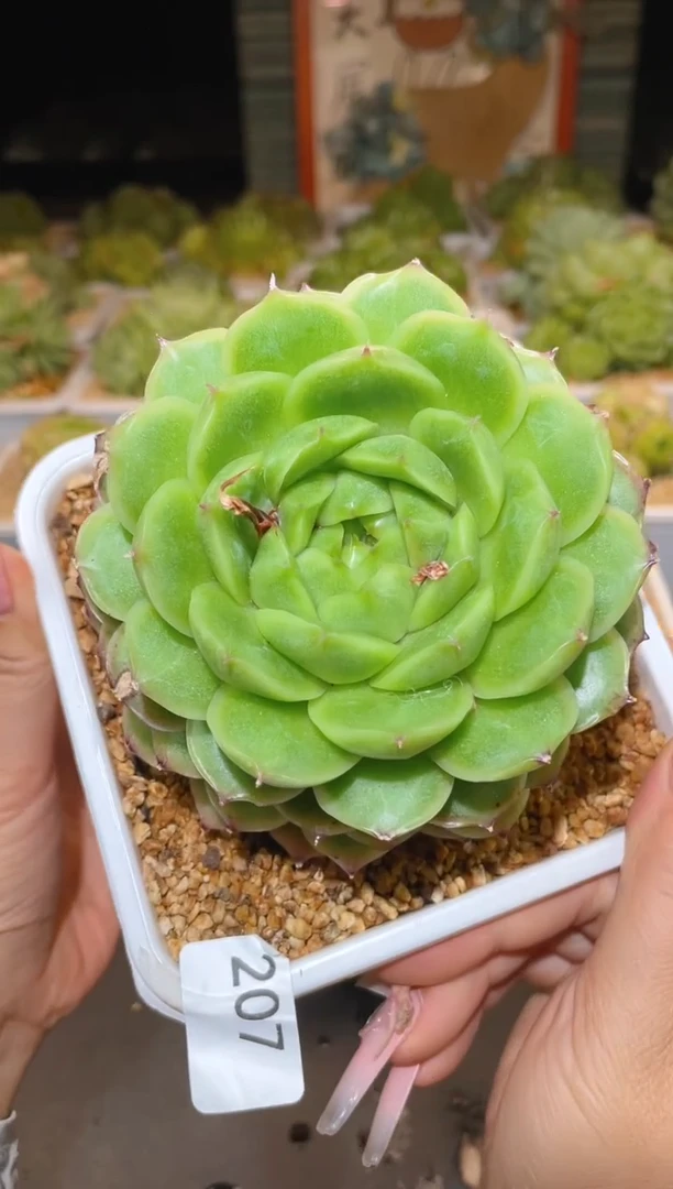 207 翡冷翠晾根   一物一拍