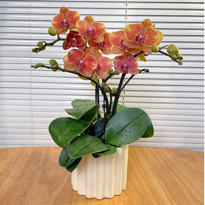 【吉利-蝴蝶兰】稀有色系 高端鲜花 定制款 易养花期长 绿植盆栽