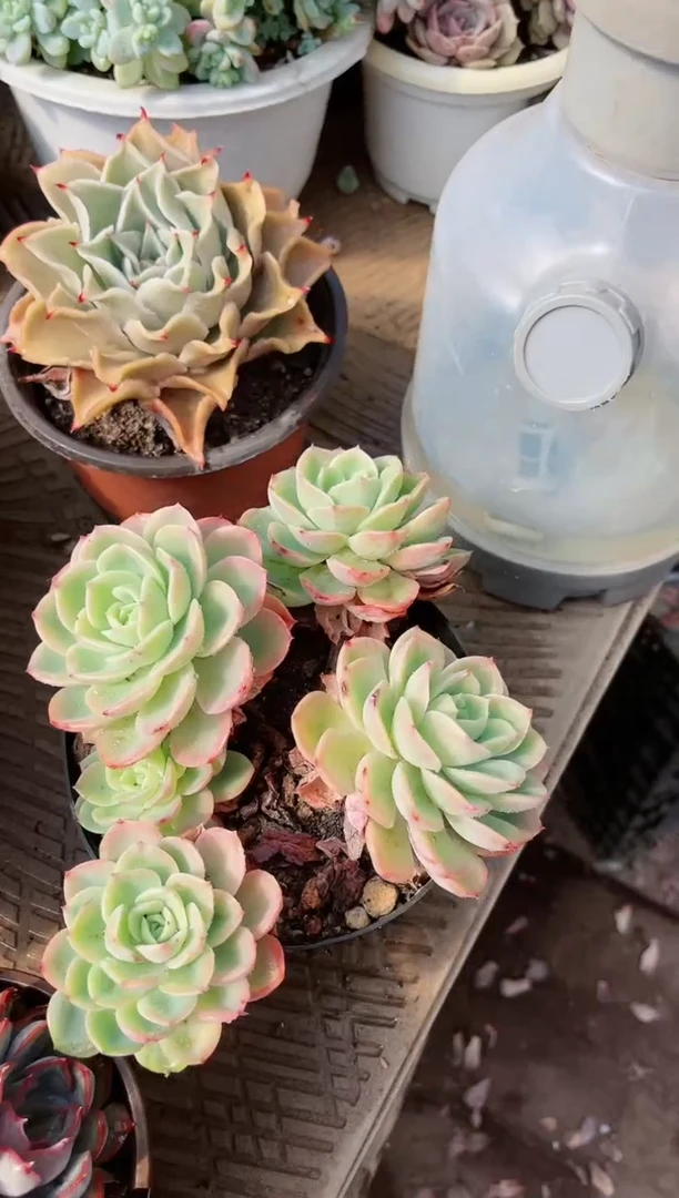 【闪购商品】19322多肉