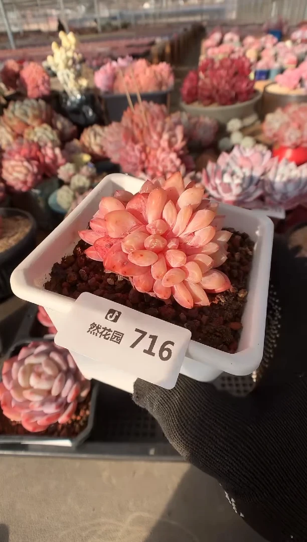 716雪天使缀多肉植物一物一拍