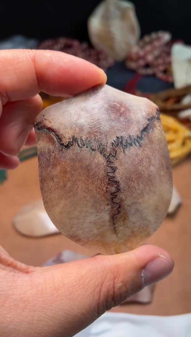 鹿骨其他母鹿三界A569