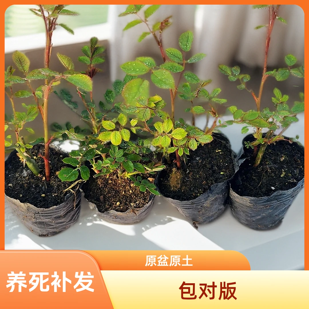 （2/4颗包邮）爬藤月季小杯苗大花浓香藤本欧月庭院春季玫瑰蔷薇